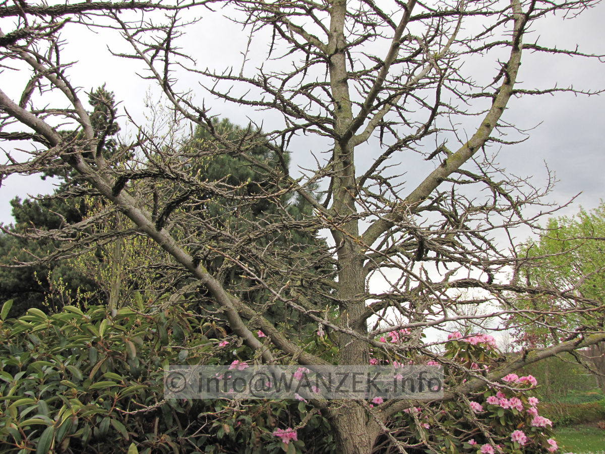 Liquidambar styraciflua - Korkrinde 1.JPG